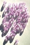 50 6mm Faceted Alexandrite Beads